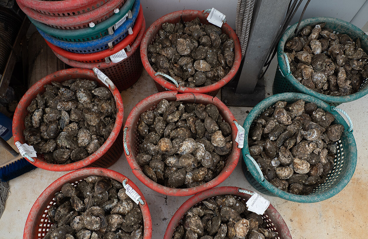 Bushels of oysters